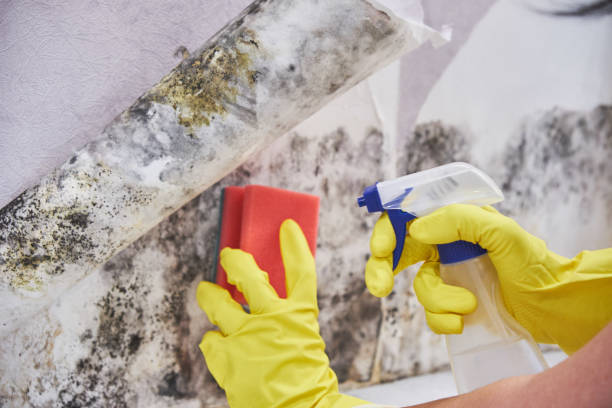 Best Mold Removal for HVAC Installations in Silverdale, WA