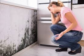 Best Mold Documentation for Insurance Claims in Silverdale, WA